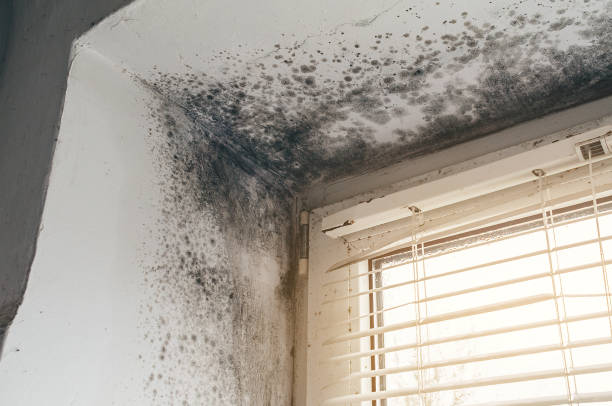 Affordable Commercial Mold Remediation solutions in Marion, VA